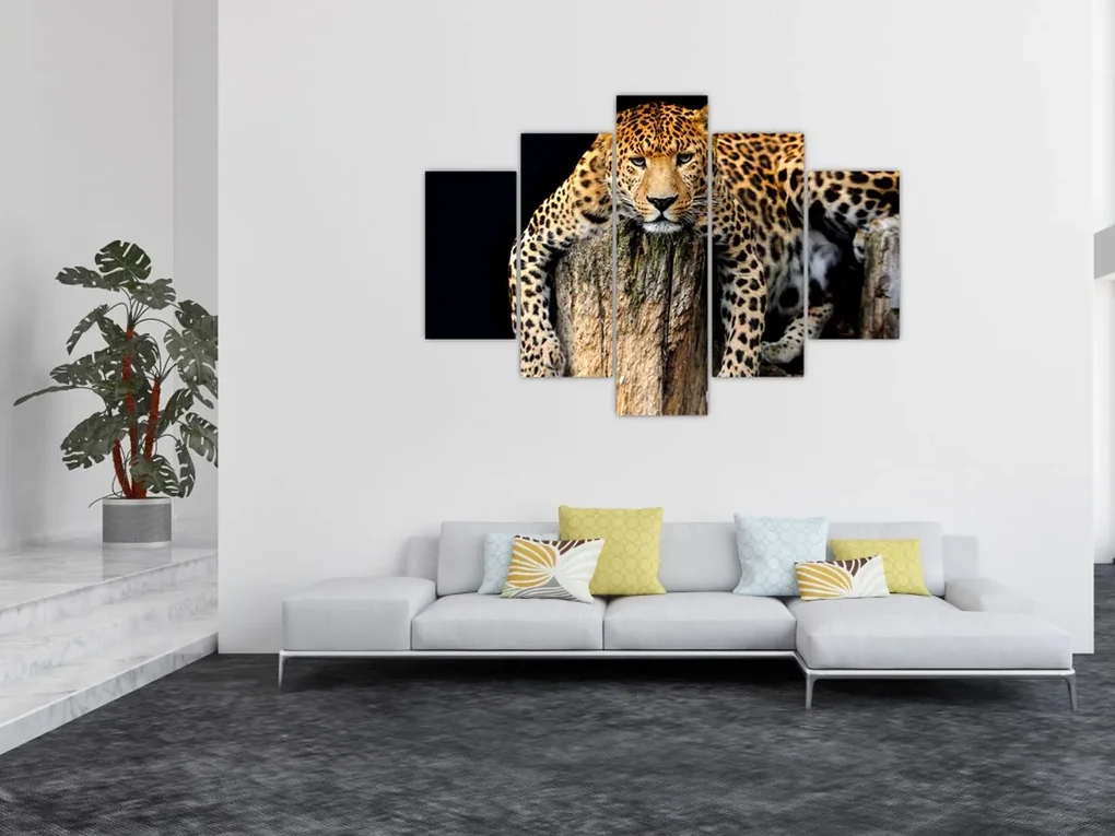 Obraz - Gepard (150x105 cm)