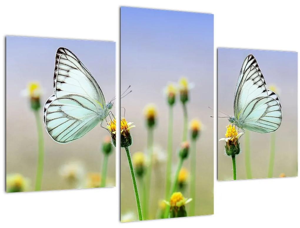 Obraz motýľov na kvetine (90x60 cm)