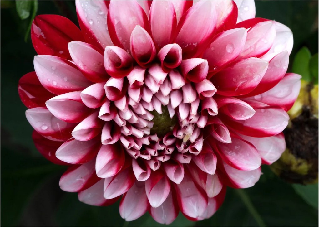 Sklenený obraz ružovej Dahlie (70x50 cm)