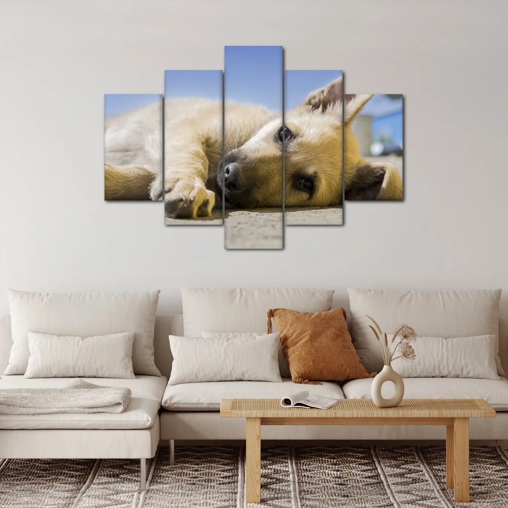 Obraz ležiaceho šteňaťa (150x105 cm)