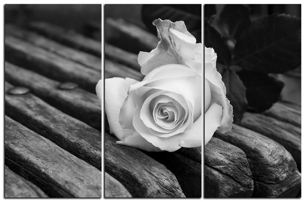 Obraz na plátne - Biela ruža na lavici 1224QB (150x100 cm)