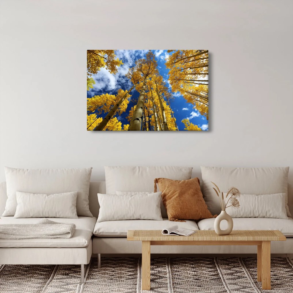Obraz - Aspen (90x60 cm)