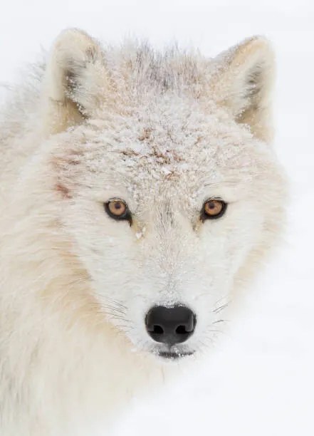 Umelecká fotografie Arctic wolf closeup with snow on, Jim Cumming, (30 x 40 cm)