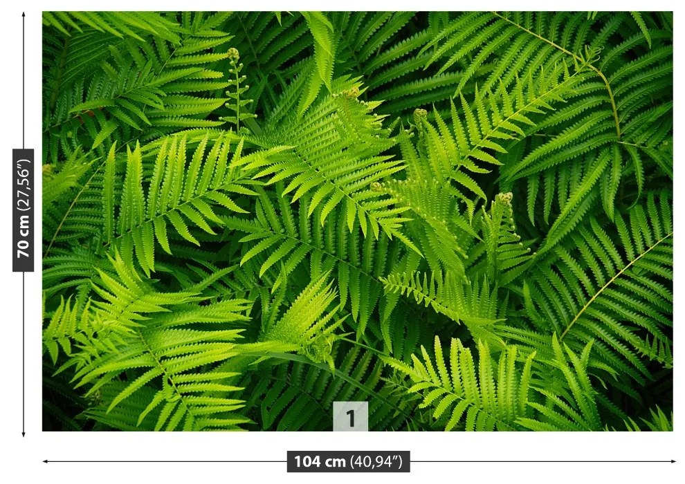Fototapeta Vliesová Zelené papradie 416x254 cm