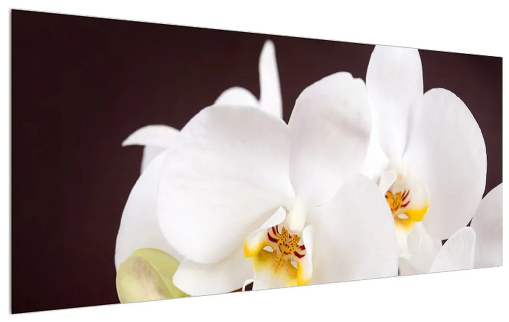 Obraz kvetov orchidee (120x50 cm)