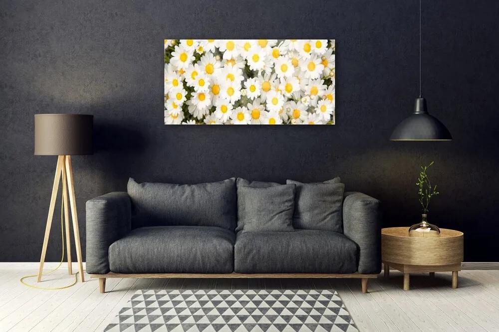 Skleneny obraz Sedmokrásky kvety 120x60 cm