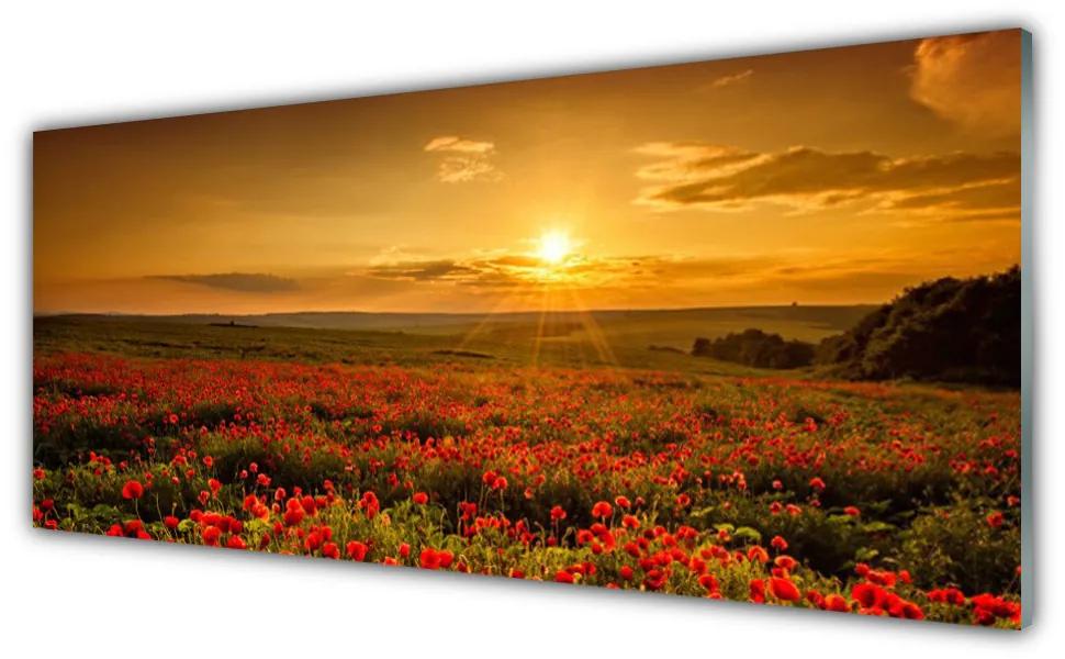 Obraz plexi Pole maky západ slnka lúka 125x50 cm