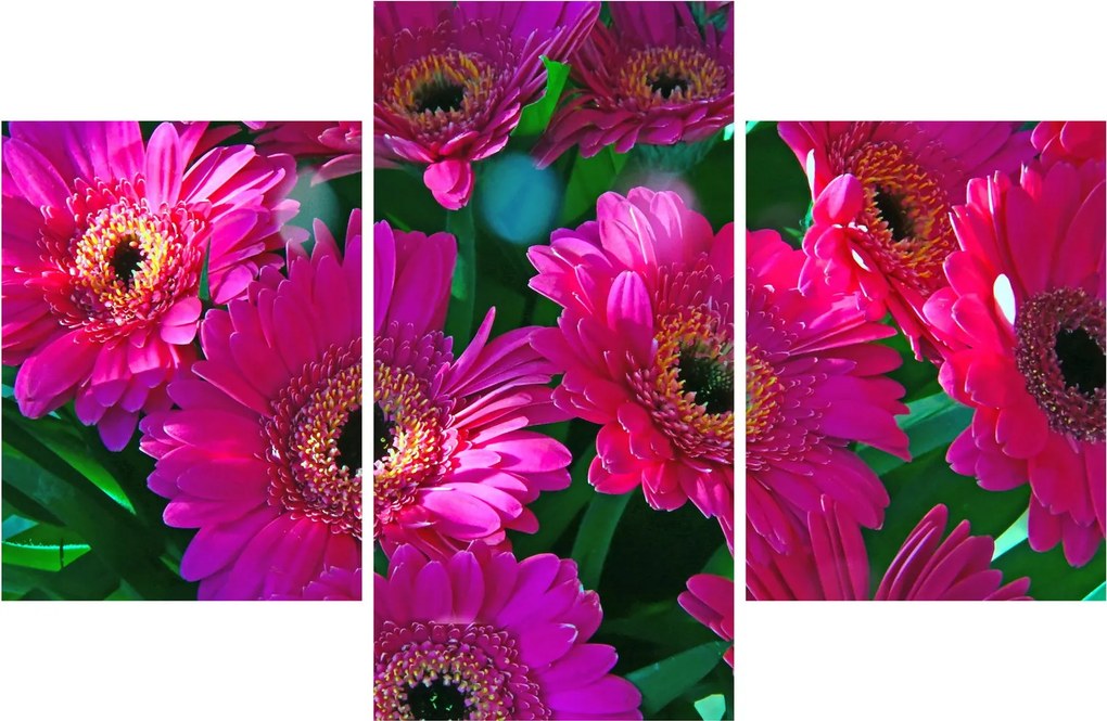 Obraz - kvety (90x60 cm)