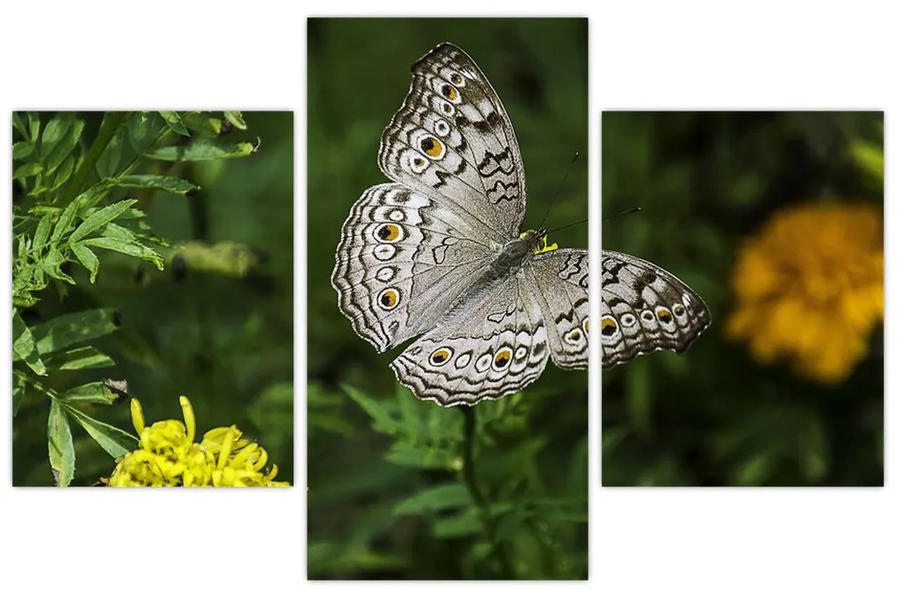 Obraz - biely motýľ (90x60 cm)