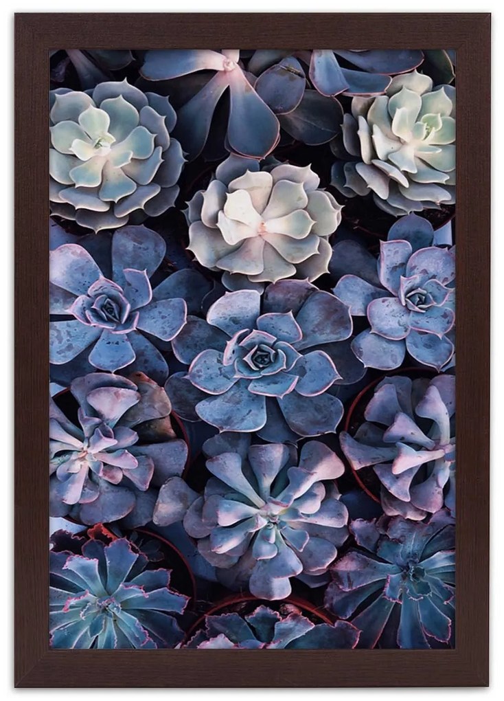 Gario Plagát Zbierka sukulentov Farba rámu: Bez rámu, Rozmery: 30 x 45 cm