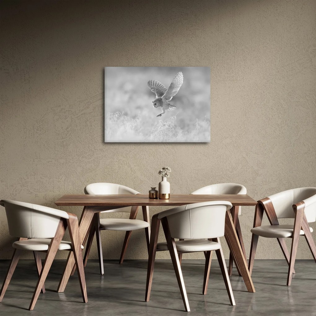 Obraz - Sova, čiernobiela (70x50 cm)
