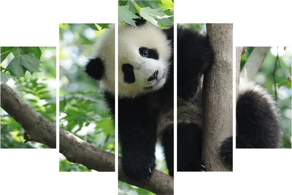 Obraz - Panda na strome (150x105 cm)