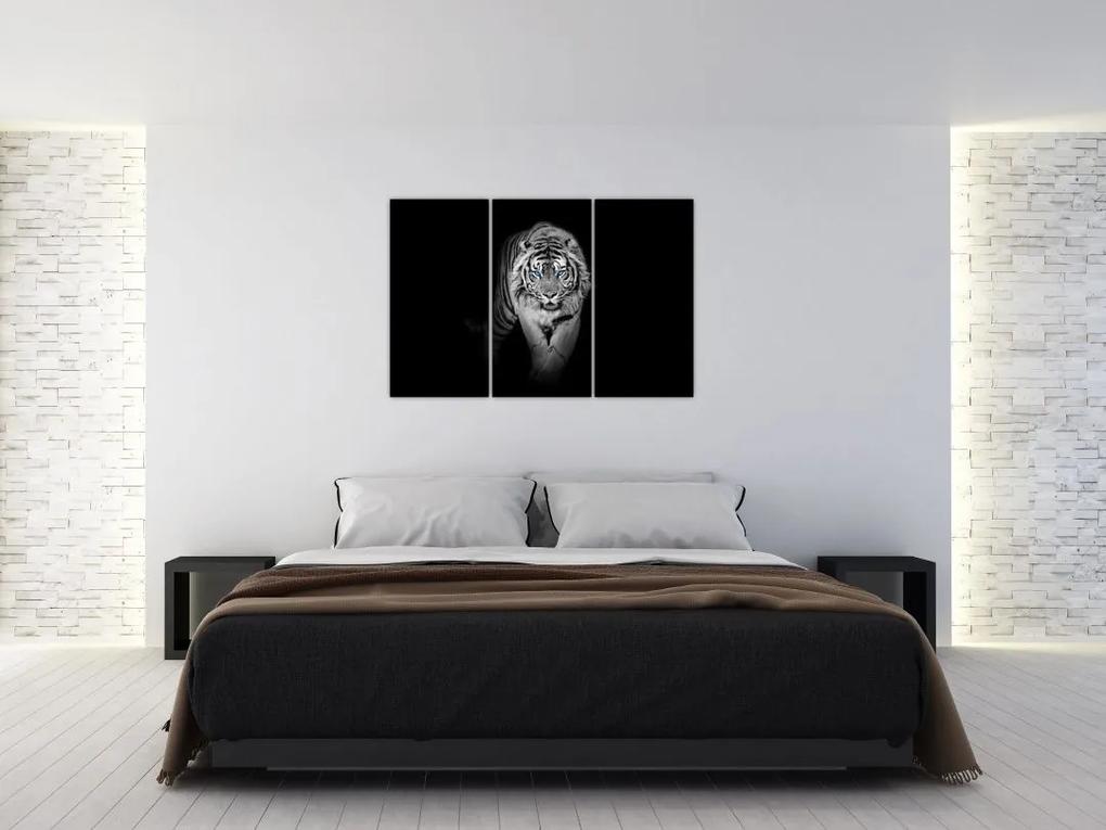 Čiernobiely lev - obraz