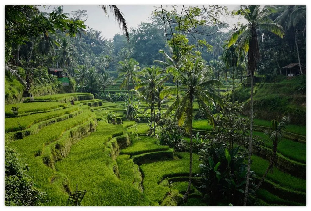 Obraz ryžových terás Tegalalang, Bali (90x60 cm)