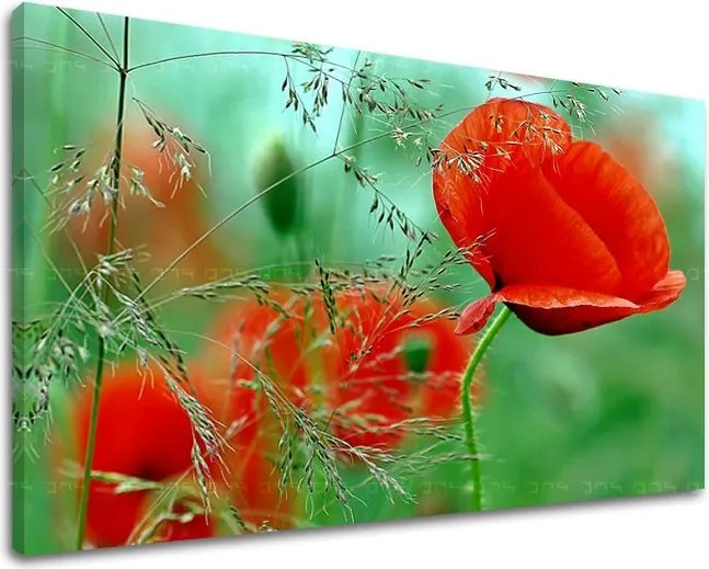 Obraz na stenu KVETY KV094E11 - 100x150 cm