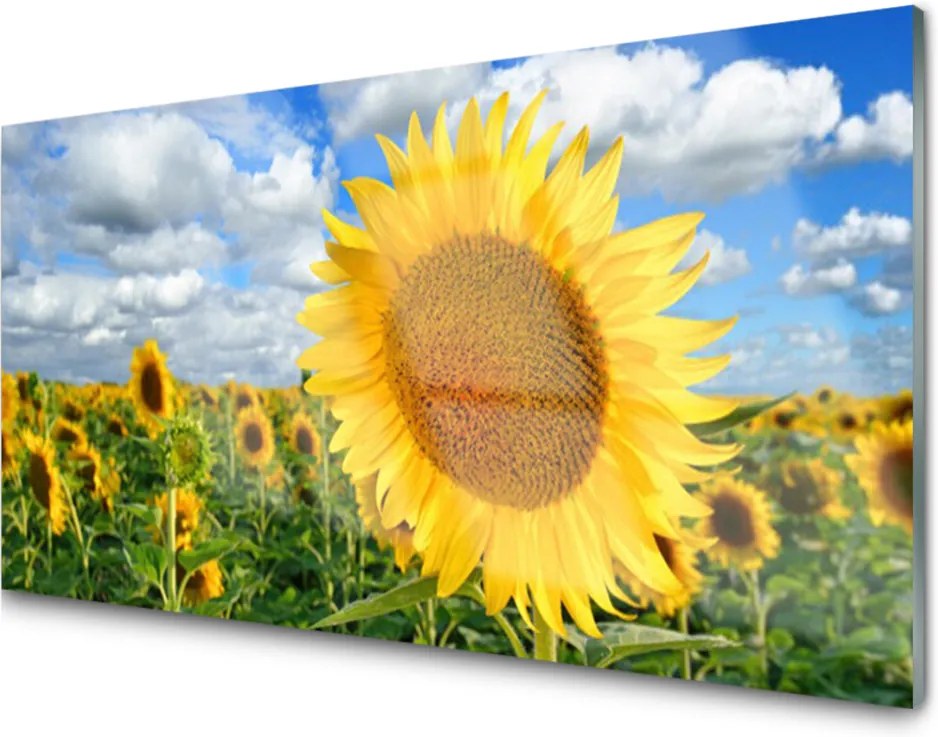 Obraz plexi Slnečnica Kvet Rastlina