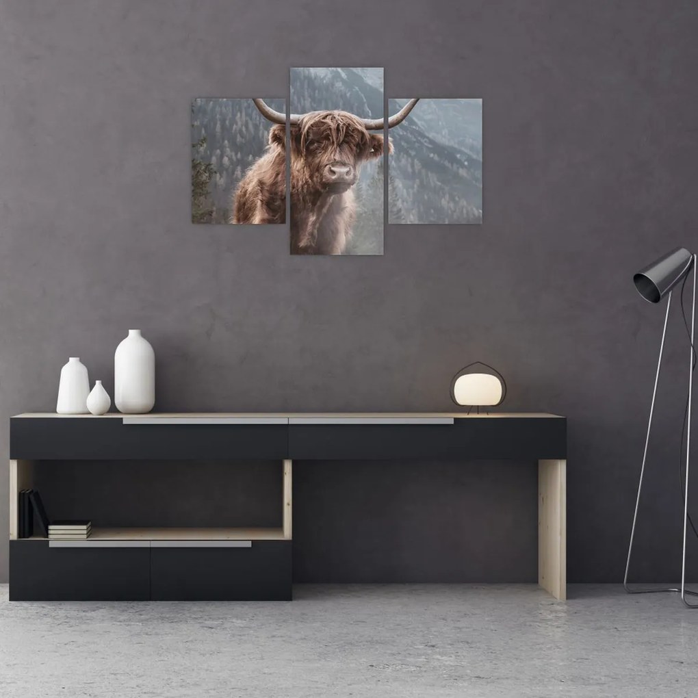 Obraz - Highlander krava (90x60 cm)