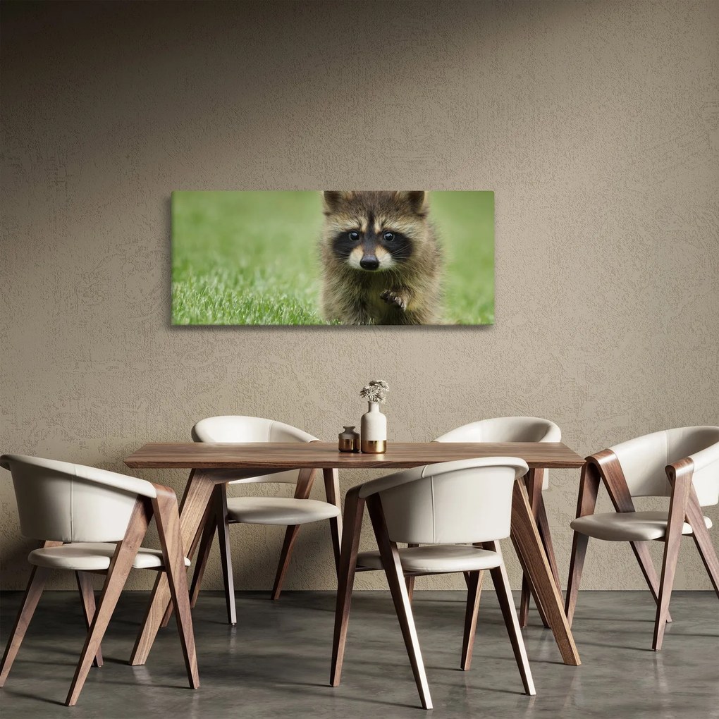 Obraz mývala (120x50 cm)