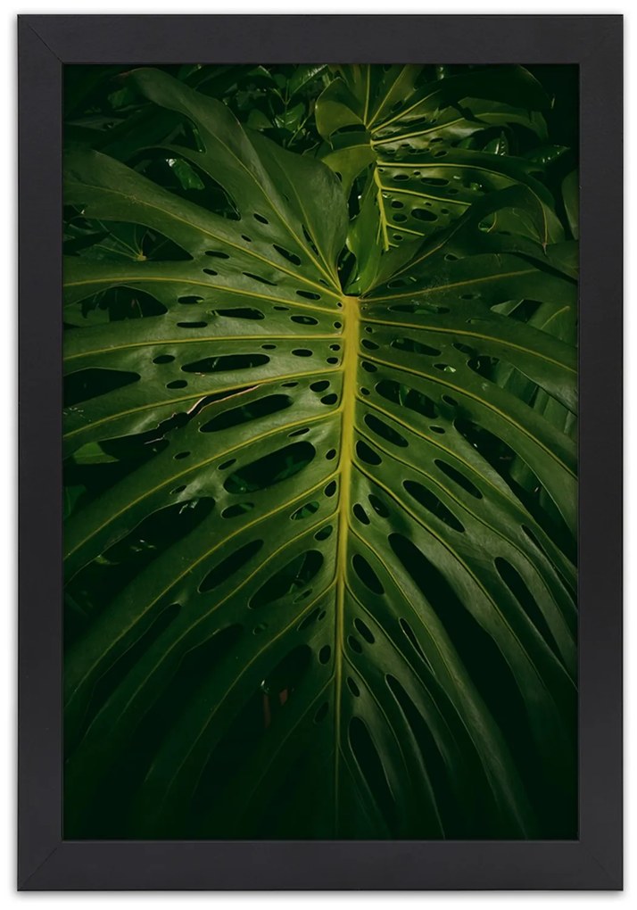 Gario Plagát Monstera - list z prírody Farba rámu: Bez rámu, Rozmery: 70 x 100 cm