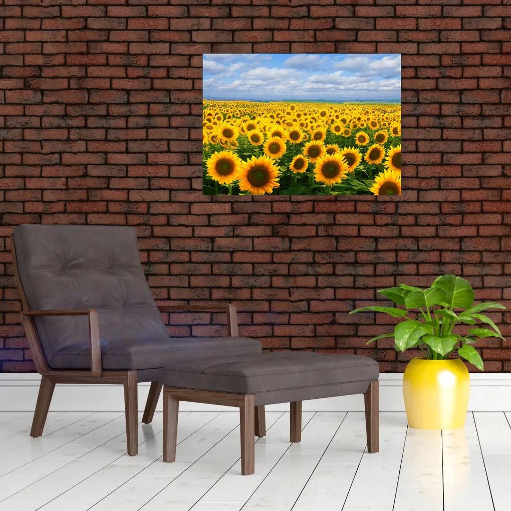 Sklenený obraz slnečnicového poľa (70x50 cm)