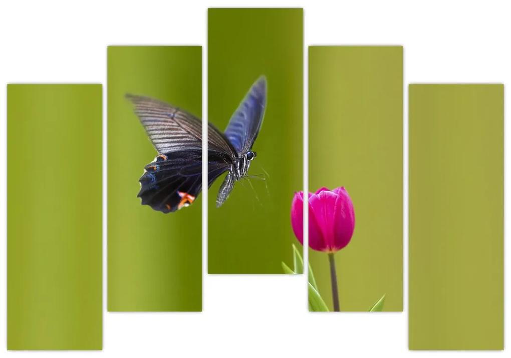 Motýľ - obraz