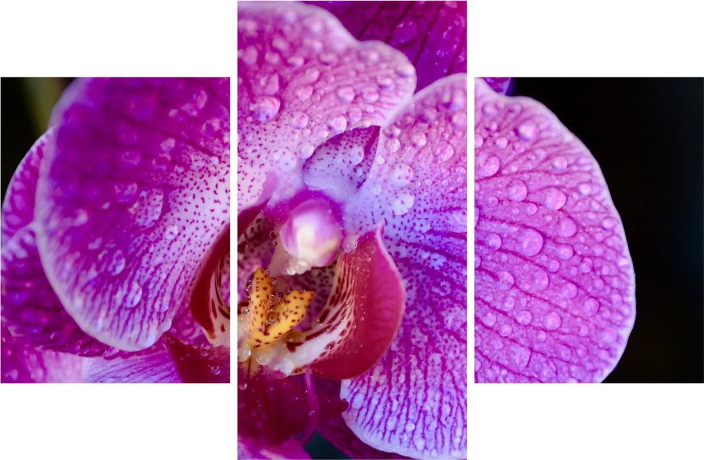 Detailný obraz kvetu orchidey (90x60 cm)