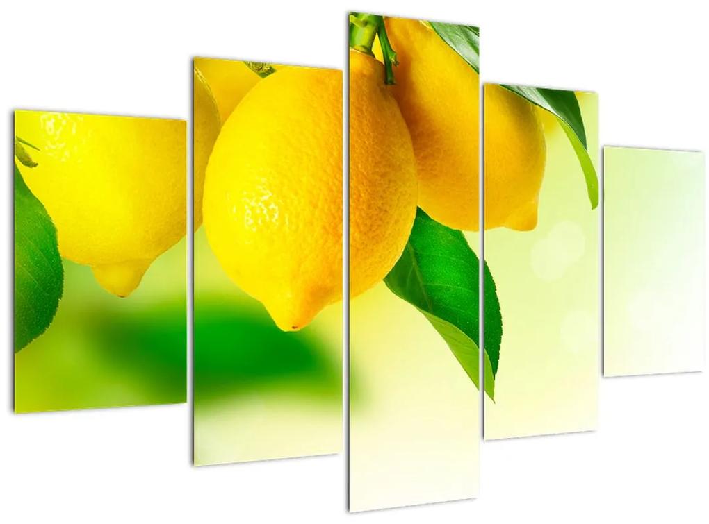 Obraz citrónov (150x105 cm)