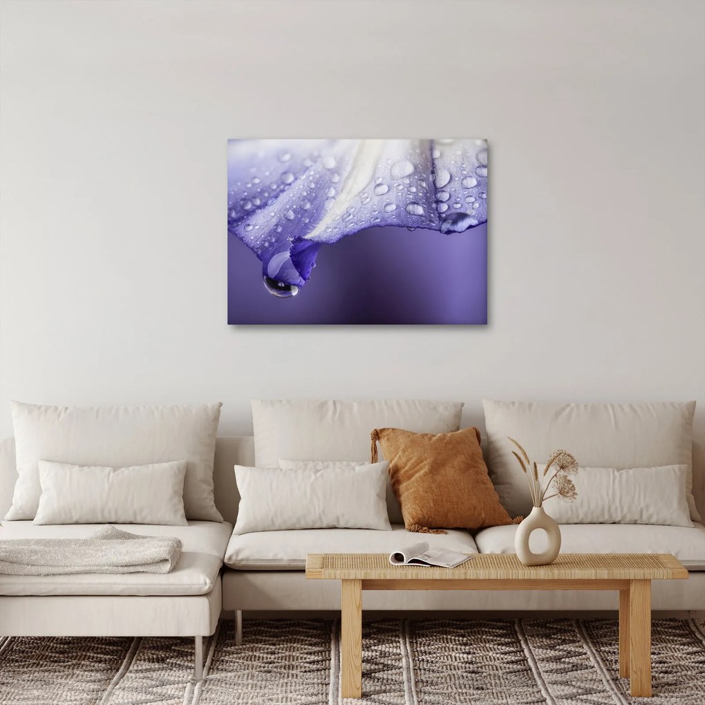 Obraz - Okvetný lístok s kvapkami (70x50 cm)