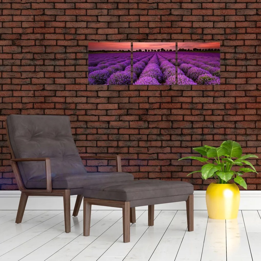 Levanduľové polia - obraz
