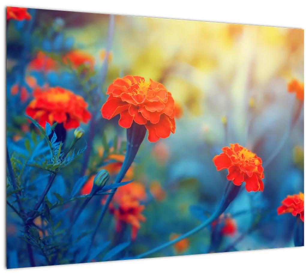 Obraz - Oranžové kvety (70x50 cm)
