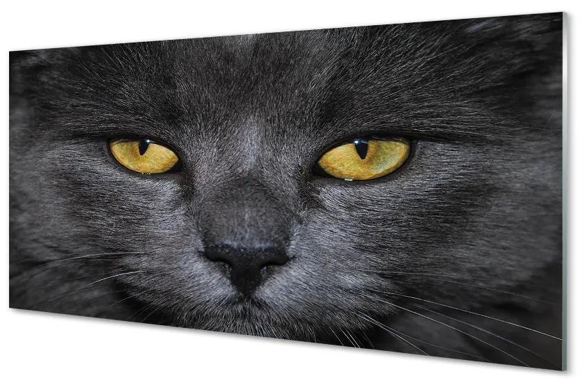 Nástenný panel  Čierna mačka 140x70cm