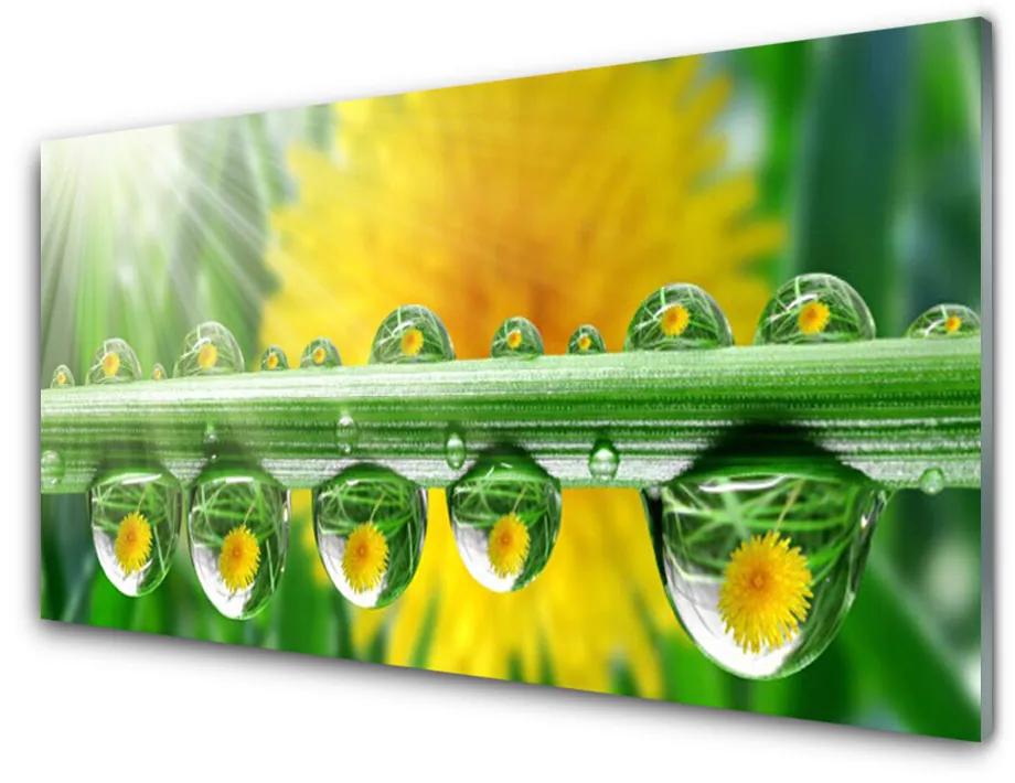 Skleneny obraz Stonka kvapky rosa rastlina 100x50cm