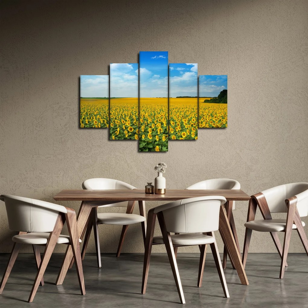 Obraz - pás slnečníc (150x105 cm)