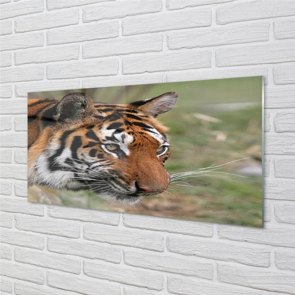 Obraz na akrylátovom skle Tiger woods 125x50 cm