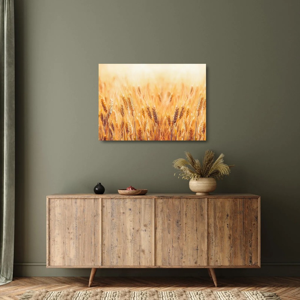 Sklenený obraz - pole s obilím (70x50 cm)