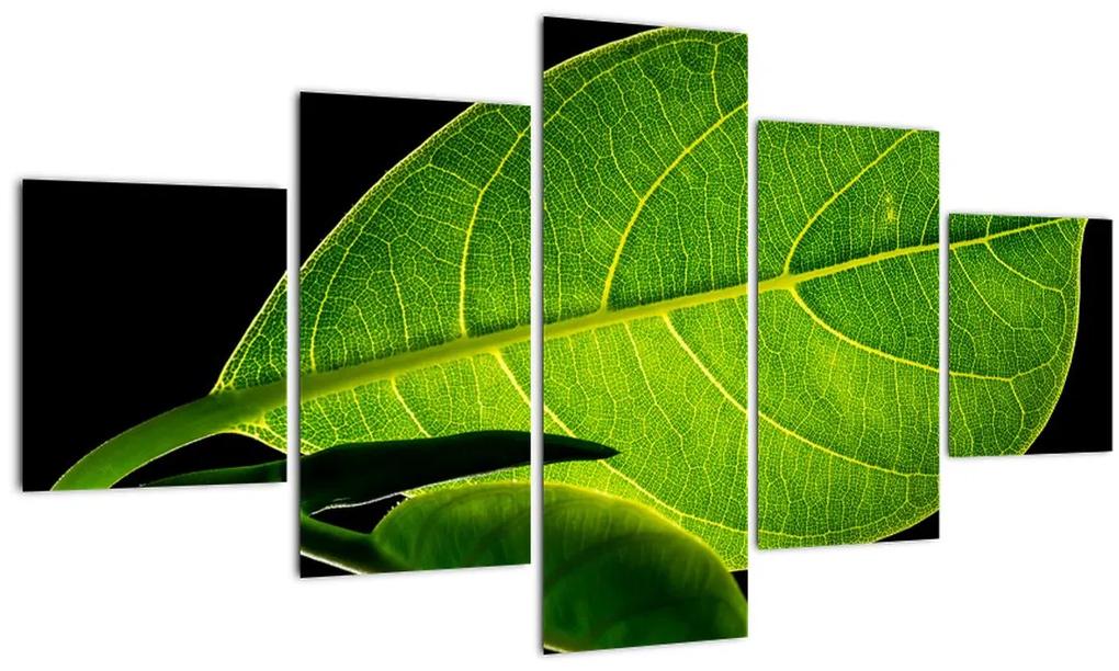 Obraz - zelený list (125x70 cm), 40 ďalších rozmerov