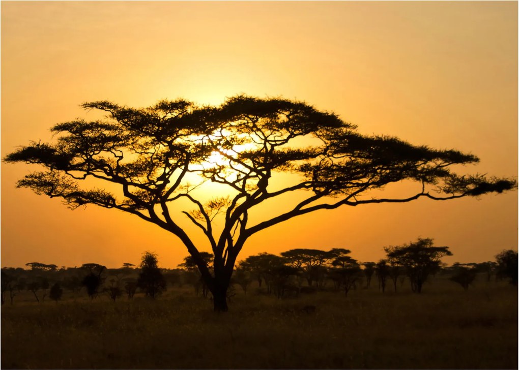 Obraz - Africká savana (70x50 cm)