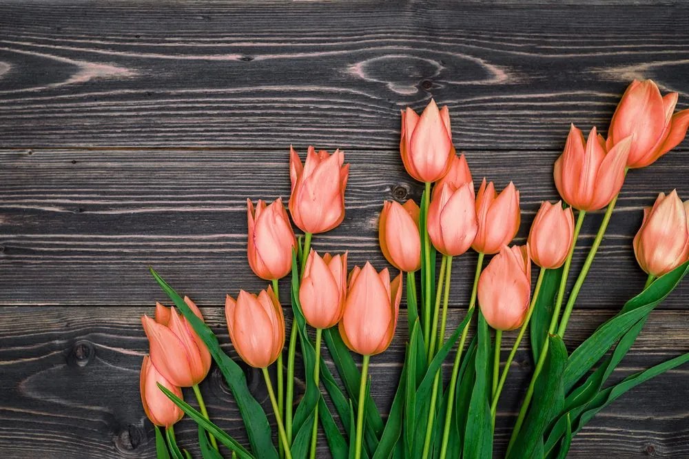 Fototapeta oranžové tulipány v elegantnom prevedení
