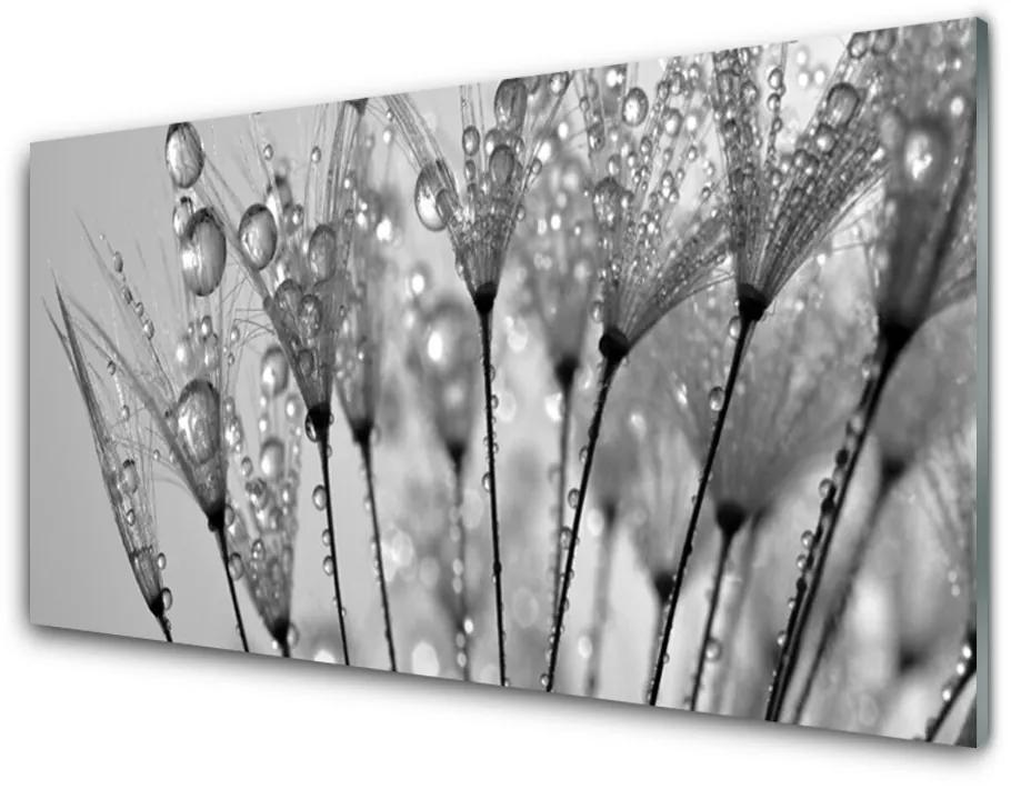 Nástenný panel  Púpava rastlina 100x50 cm