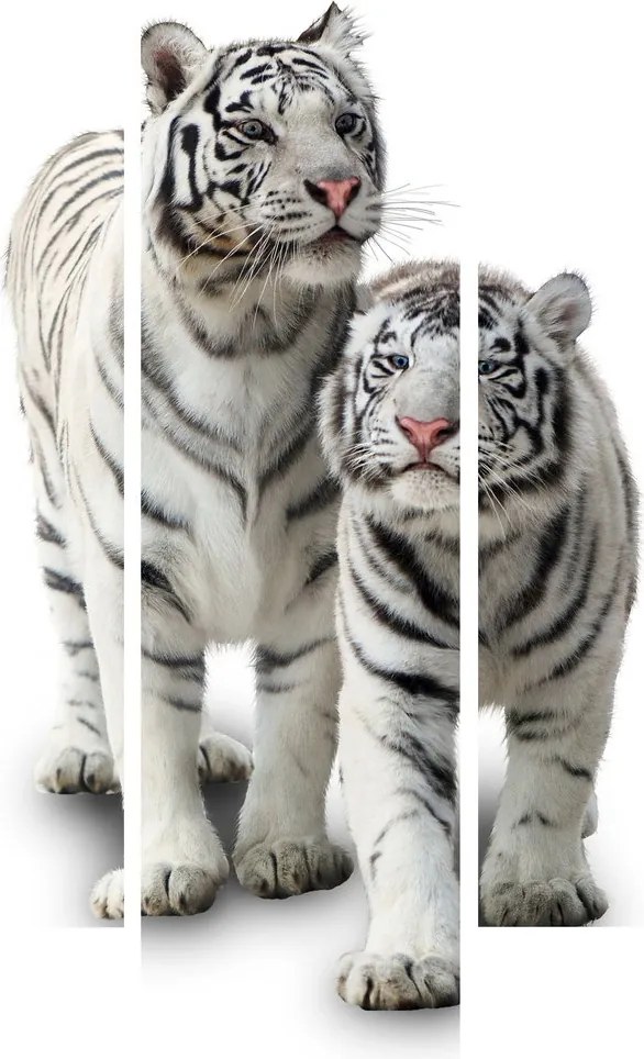 Obraz - Biely tiger (150x105 cm)