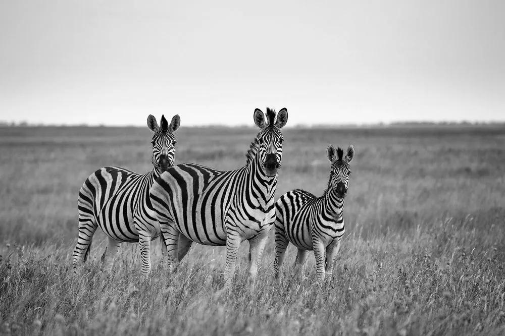 Samolepiaca fototapeta tri čiernobiele zebry v savane - 300x200