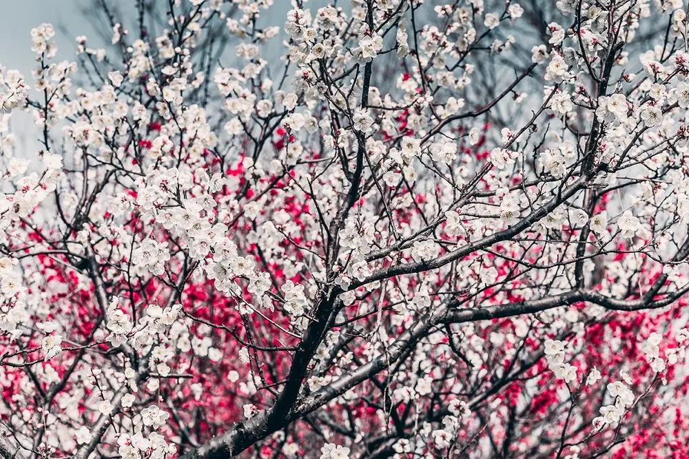 Samolepiaca fototapeta broskyňový strom plný kvetov