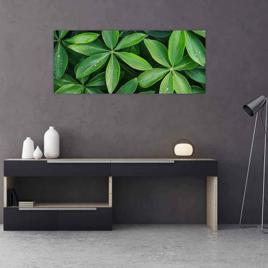 Obraz - Listy s kvapkami rosy (120x50 cm)
