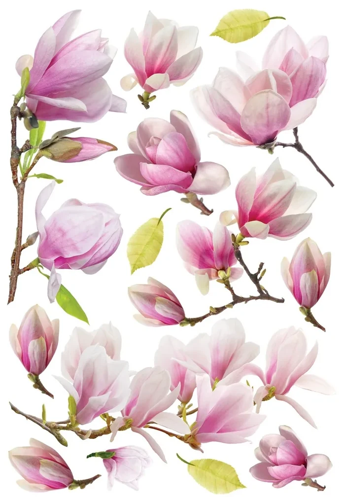 Samolepiaca dekorácia Magnolia Flowers, 42,5 x 65 cm