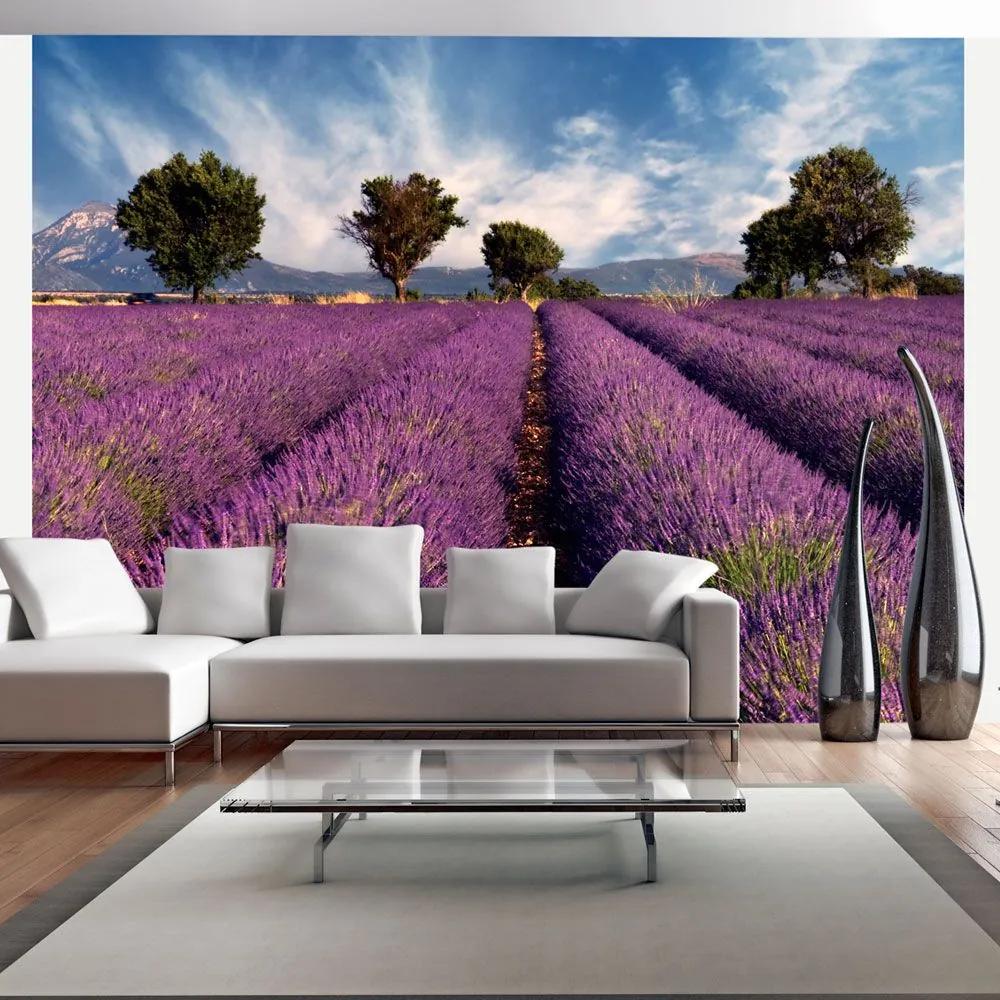 Fototapeta - Lavender field in Provence, France 200x154