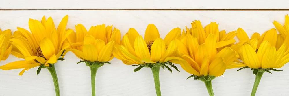 Obraz krásne žlté slnečnice