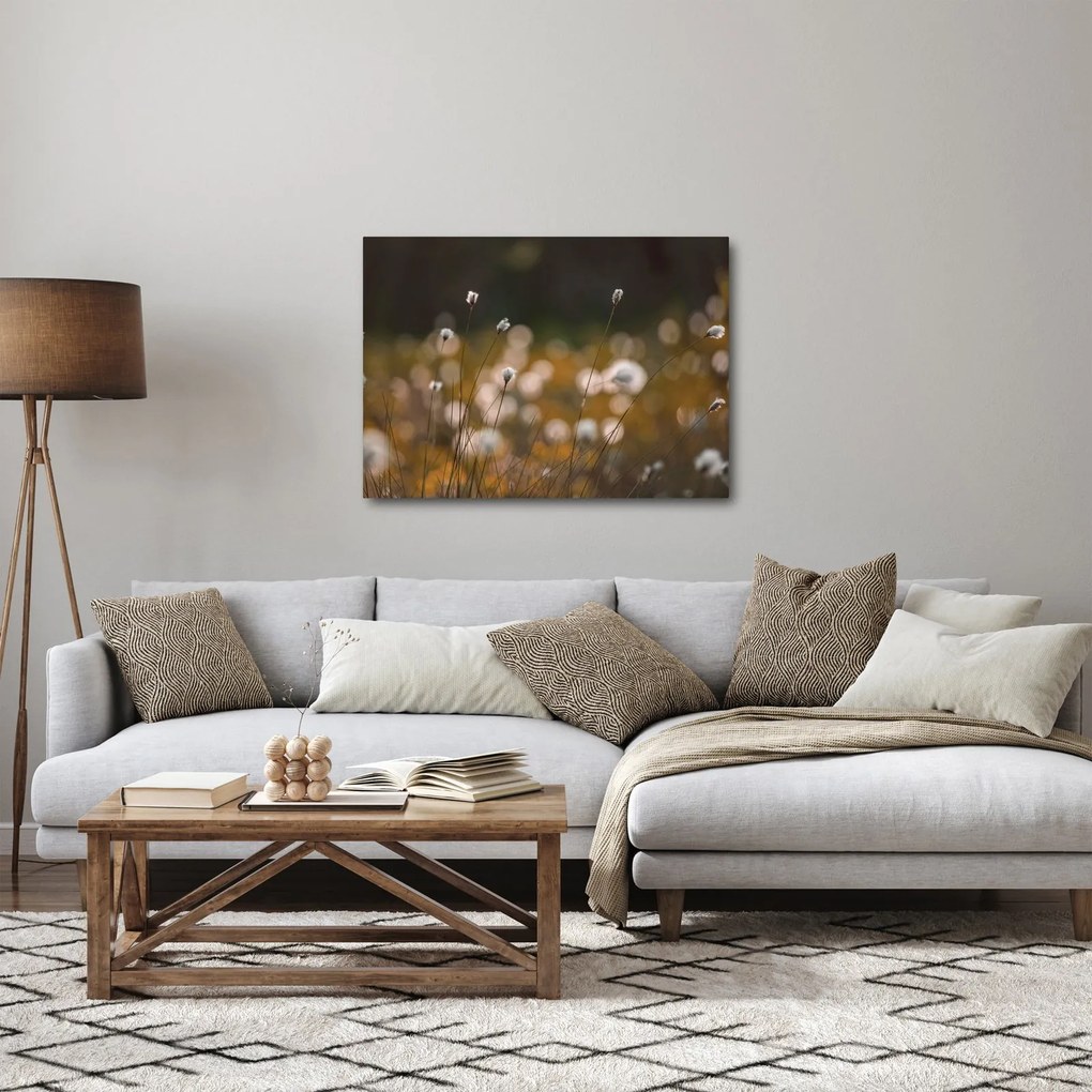 Obraz - Lúka s cottongrass N⁰2 (70x50 cm)