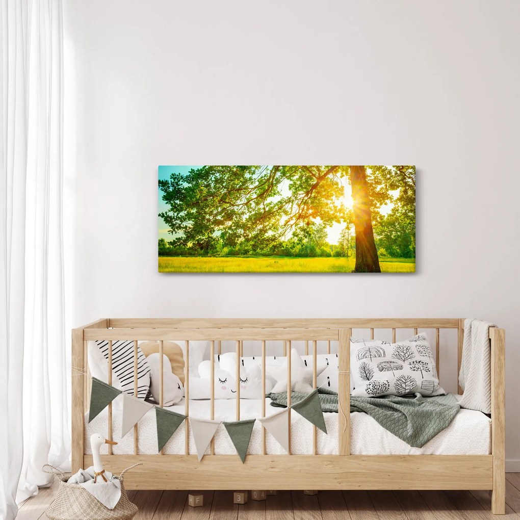 Obraz - Slnečný les (120x50 cm)