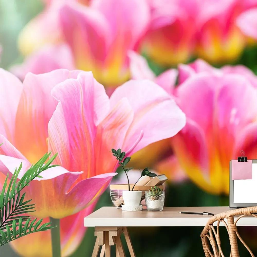 Fototapeta lúka ružových tulipánov - 150x100