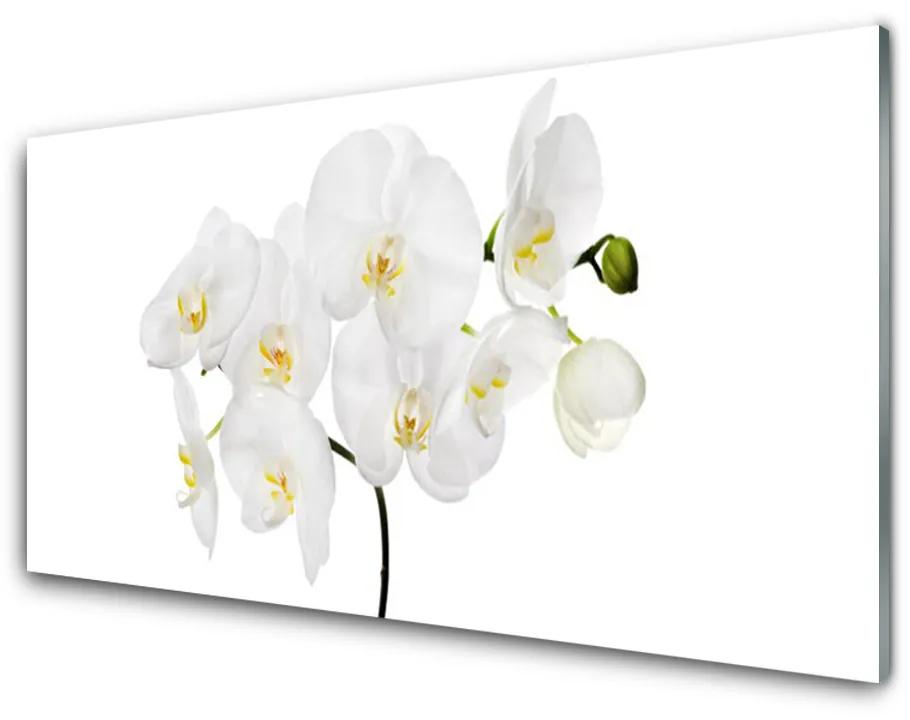 Sklenený obklad Do kuchyne Biela orchidea kvety 140x70 cm